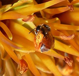 Allodapula variegata