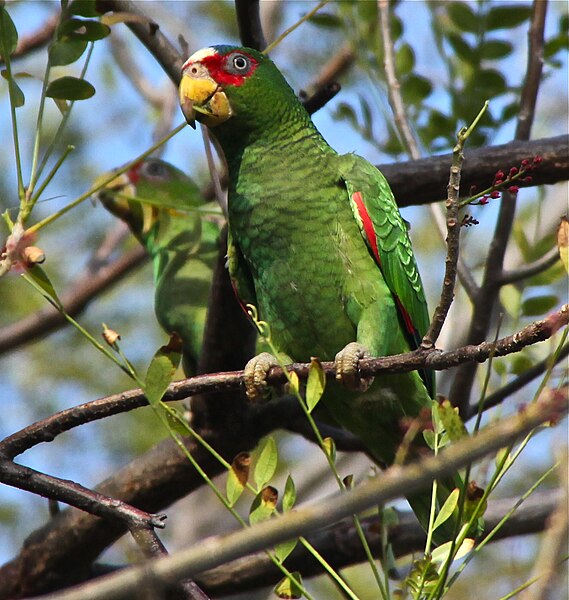 569px-Amazona_albifrons_-Costa_Rica-8.jpg