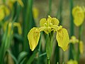 Iris pseudacorus