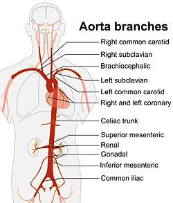 Aorta branches.jpg