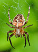 Araneus diadematus (aka).jpg