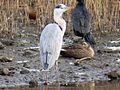 Ardea cinerea ĉe du inoj de Anas platyrinchos kaj kormorano