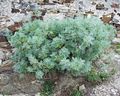 Miniatura para Artemisia arborescens