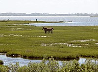 Дикие лошади, стоящие в болотах