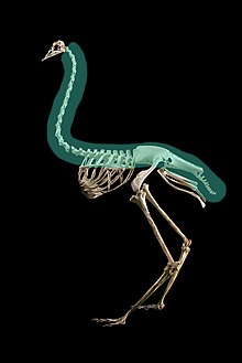 Skeleton of a ''Avestruz alta'' specimen with the vertebral column highlighted in green.