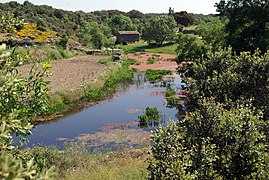 Azolla caroliniana no río Mimbre. (Zamora, España)