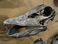頭蓋骨。ユタ自然史博物館蔵。