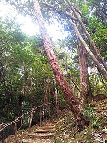 Bois Bigaignon - Psiloxylon mauritianum - Ферней Маврикий 2.jpg