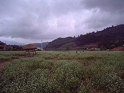 Bovetefält i Bongpyeong