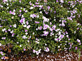 Sprawling shrub with many flowers