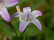 Close-up on flower of Campanula rapunculus