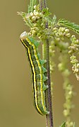 Ceramica pisi caterpillar (side view) - Keila