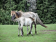 Chevaux konik polski.