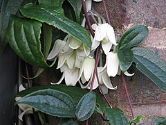 Description de l'image Clematis urophylla - Flickr - peganum (2).jpg.