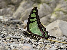 Graphium cloanthus