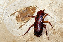 A Turkestan cockroach (Shelfordella lateralis) next to an approximately 108-million-year-old fossil cockroach from the Cretaceous Period. Cockroaches - then and now.jpg