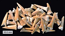 A collection of Cretaceous shark teeth CretaceousSharkTeeth061812.JPG