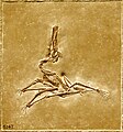 Pterodactylus – المتحف الأمريكي للتاريخ الطبيعي