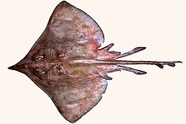 Dipturus nidarosiensis