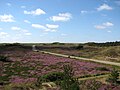 Dunes on Texel.jpg