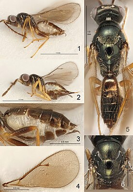 E. eleagnis (1), E. decoris (3), E. fenestris (5), Eriastichus sp. (2,4,6)