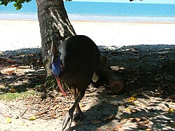 Etty Bay Cassowary 1.jpg