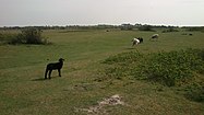 The beach meadows on the island of Endelave (Denmark).