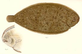 Psettichthys melanostictus.