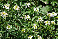 Цветы кресс-салата (Nasturtium officinale) .jpg
