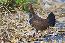 Gallus sonneratii - female (Thattekad).jpg