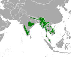 Distribución actual da especie