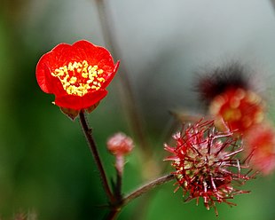 Magellan-Nellikerod (Geum magellanicum) Foto: Nick Fullerton (via Flickr)