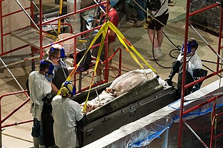 (?/7/2005) Giant squid being removed from its formalin preservative at the Smithsonian's Museum Support Center in Suitland, Maryland, surrounded by workers in full-face elastomeric respirators[173]