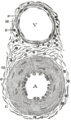 Corte transversal de una arteria y una vena, la túnica íntima está marcada con la letra e.
