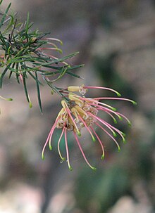 Grevillea x semperflorens.jpg