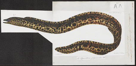 File:Gymnothorax polyuranodon - Iconographia Zoologica - Special Collections University of Amsterdam - 1864 - UBA01 IZ15300093.tif