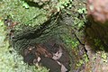 Plant life and moss growing inside trunk of lava tree