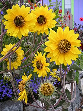 Nukka-auringonkukka (Helianthus mollis)