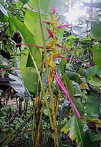 -{Heliconia}-