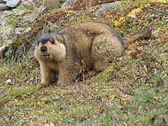 Himalaja marmoto (Marmota himalayanus), Butano