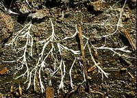 The mycelial cords found under a rotting log Hyphae.JPG