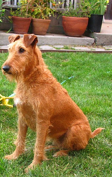 http://upload.wikimedia.org/wikipedia/commons/thumb/f/f1/Irish_terrier_sitting.jpg/378px-Irish_terrier_sitting.jpg