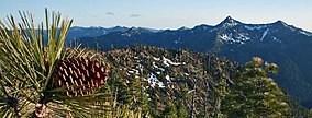 Jeffrey pine Siskiyou Wilderness.jpg