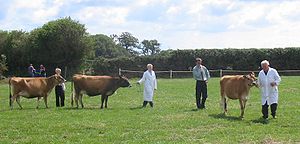 Jersey cattle being judged at the West Show, S...