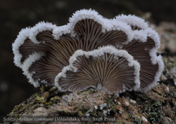 Lõhislehik Schizophyllum commune