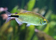 Langflossensalmler Brycinus longipinnis Tierpark Hellabrunn-1.jpg