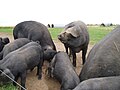 Cornwall-Schweine
