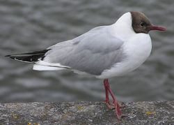 The Black-headed Gull is a smaller species.