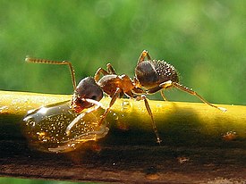 Чёрный садовый муравей (Lasius niger)