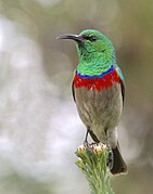 sunbird with green upperparts, brown wings, red and blue chest, and greyish-white underparts